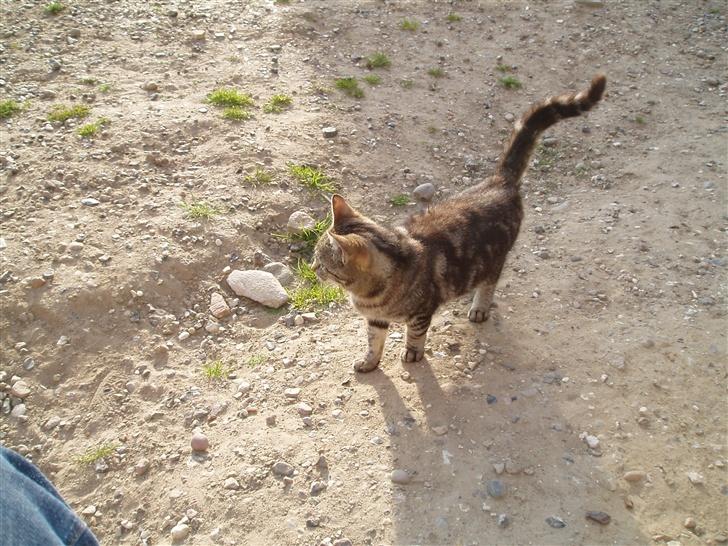 Blanding af racer Silke - Nej vil ikke kigge ind i kameraet billede 7