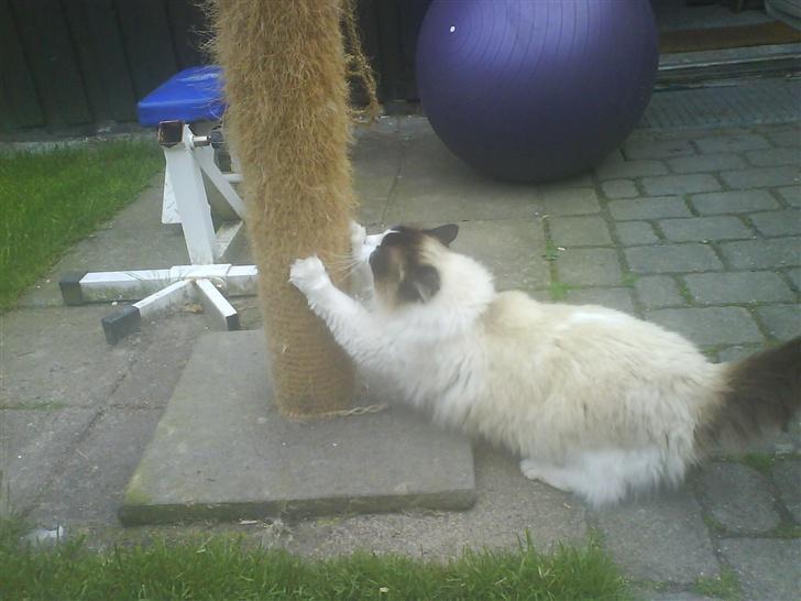 Ragdoll Mads  billede 17