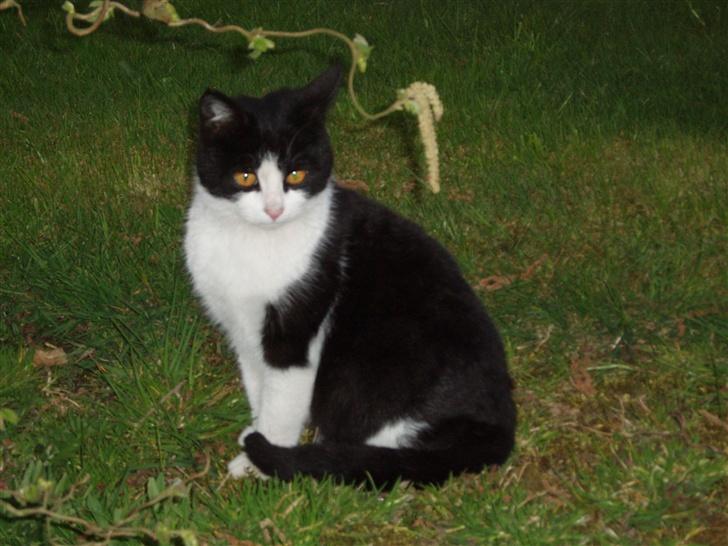 Blanding af racer Banditten - Velkommen til min profil  billede 1