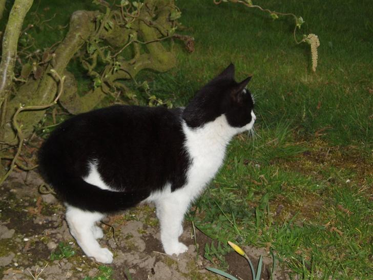 Blanding af racer Banditten - Er der noget derover? billede 2