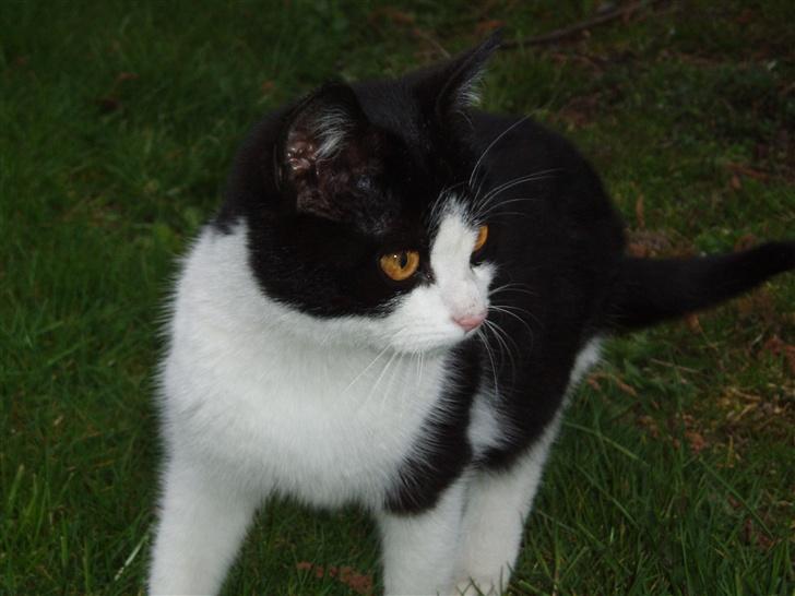 Blanding af racer Banditten - Jeg har altså ikke tid nu :-) billede 3