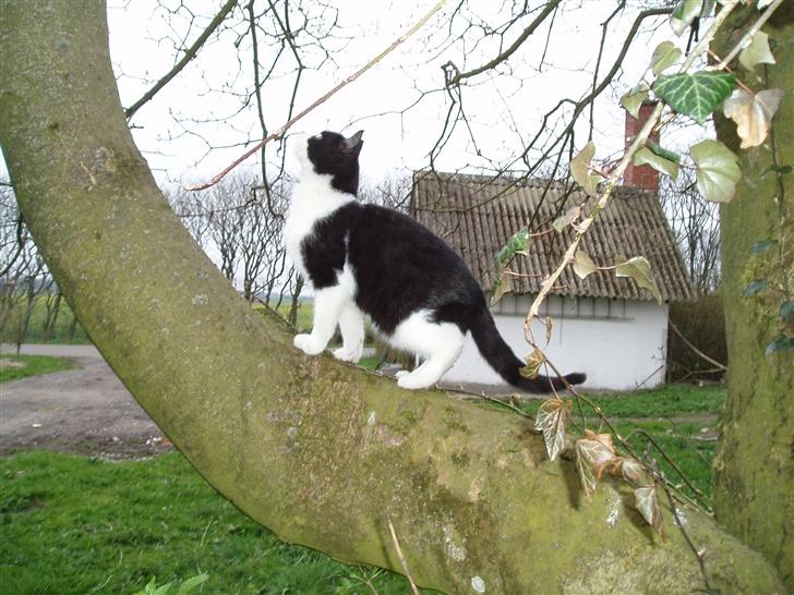Blanding af racer Banditten - Hmm hvordan kommer jeg derop?? billede 4