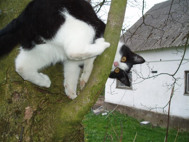 Blanding af racer Banditten - Hej med jer, vil i lege med mig?? billede 5