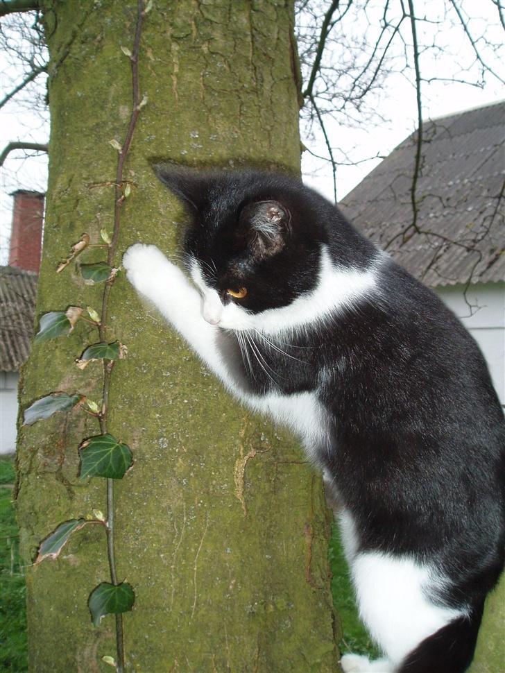 Blanding af racer Banditten - Måske skulle jeg bare kravle ned igen billede 6