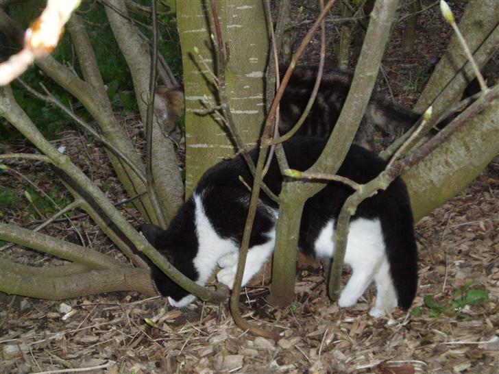 Blanding af racer Banditten - Er det her musen er? billede 7