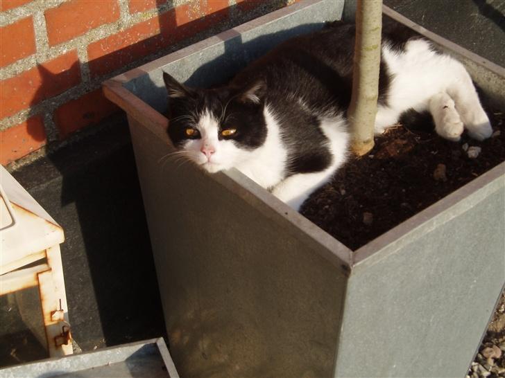 Blanding af racer Banditten - Banditten tager en slapper i min opstammede buskbum :-) billede 8