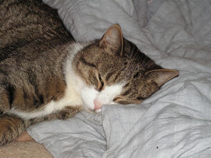 Blanding af racer Gizmo - ahhhh søver lige i hundens seng *GG* billede 1