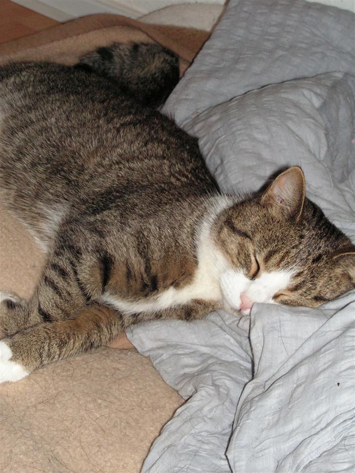 Blanding af racer Gizmo - ahhhh søver lige i hundens seng *GG*  billede 2