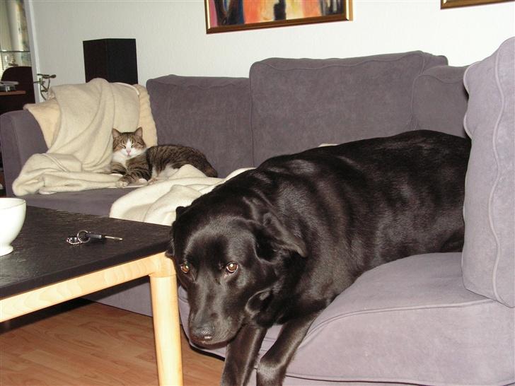 Blanding af racer Gizmo - ligger lige og putter sammen med hunden billede 3