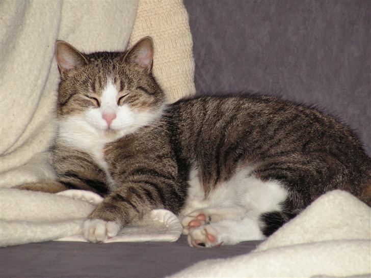 Blanding af racer Gizmo - putter... det er Sååå hyggeligt  billede 4