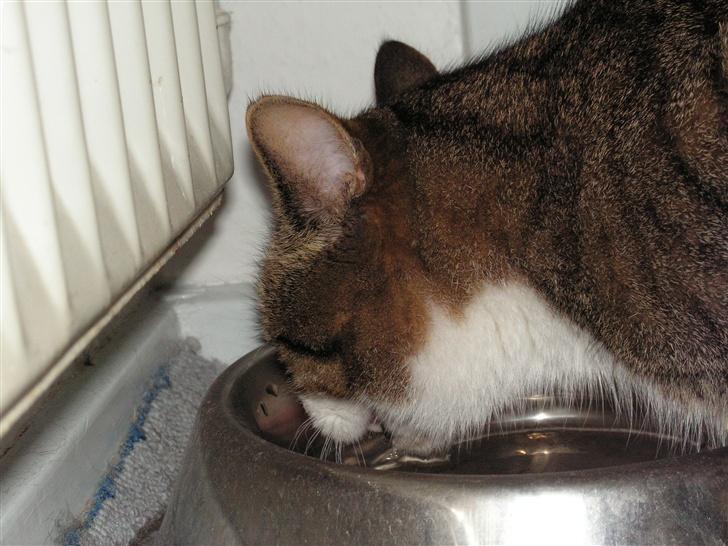 Blanding af racer Gizmo - Såå tørstig efter en lur billede 5