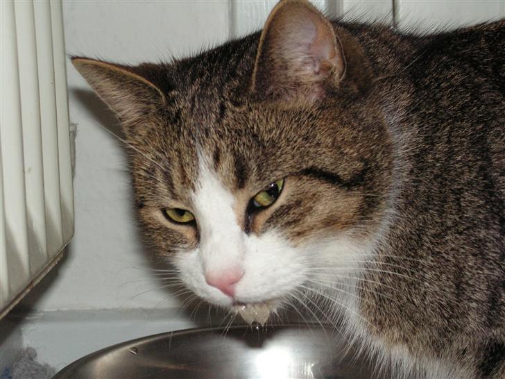 Blanding af racer Gizmo - har jeg vandskæg?  billede 6