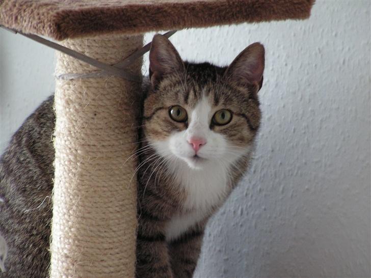 Blanding af racer Gizmo - Hej moar... jeg vil lege... billede 7