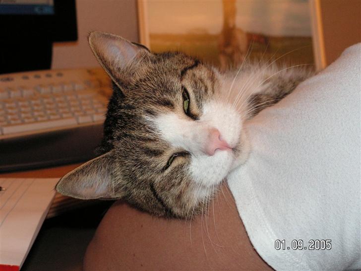 Blanding af racer Gizmo - ligger lige ved min far billede 8