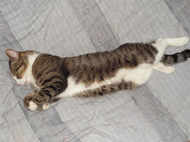 Blanding af racer Gizmo - Sover igen.. billede 9