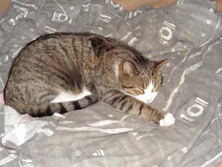 Blanding af racer Gizmo - Og igen igen billede 10