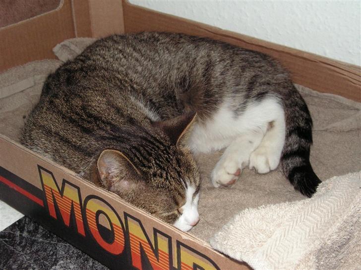 Blanding af racer Gizmo - jeg elsker denne kasse *GG* billede 11