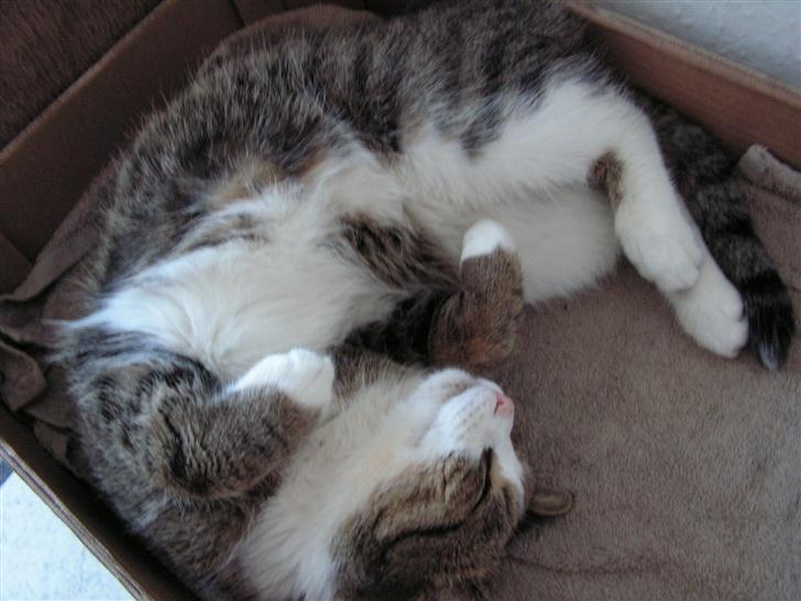 Blanding af racer Gizmo - aaahhhh billede 12