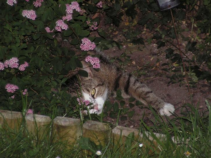 Blanding af racer Gizmo - I kan ikke se miiig..... *GG* billede 13