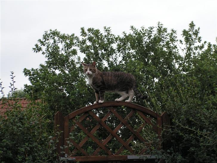 Blanding af racer Gizmo - Se mig... er jeg ik Smuk billede 14