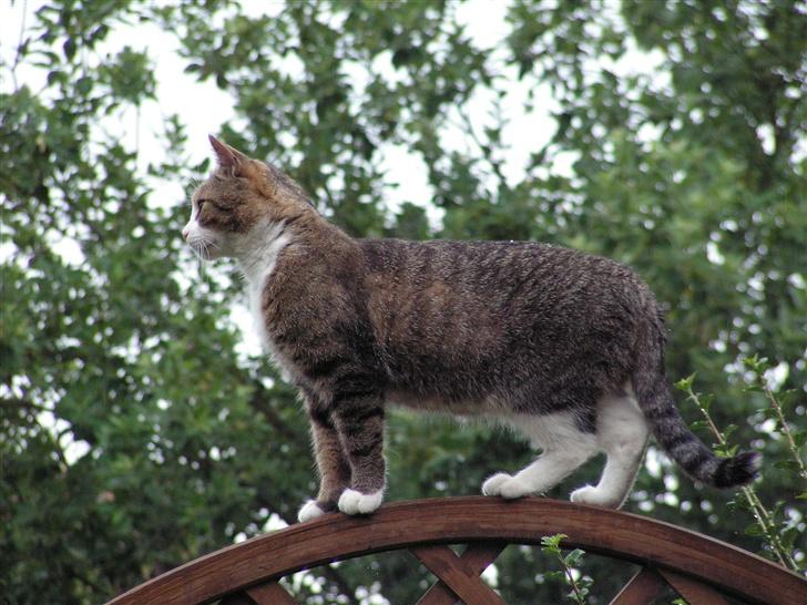 Blanding af racer Gizmo - kigger lige om alt er som det skal være i MIT territorium  billede 15