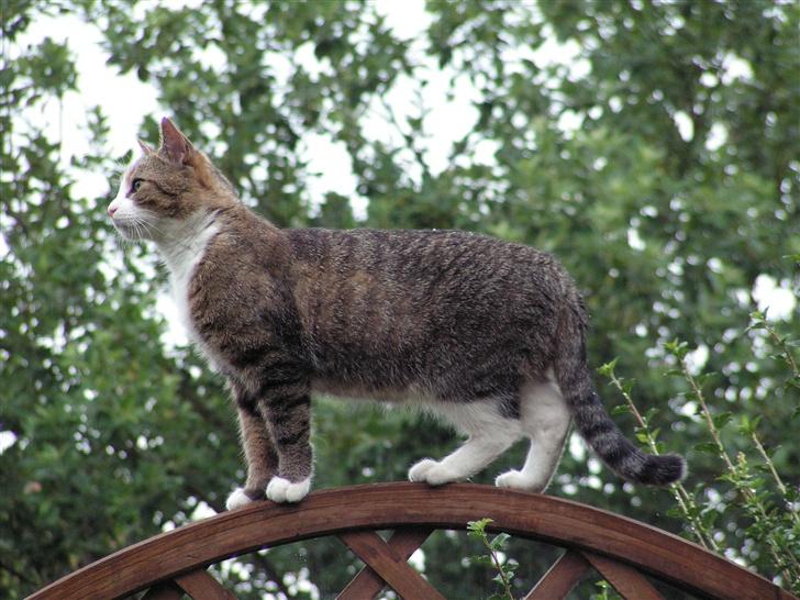 Blanding af racer Gizmo - kigger lige om alt er som det skal være i MIT territorium   billede 16