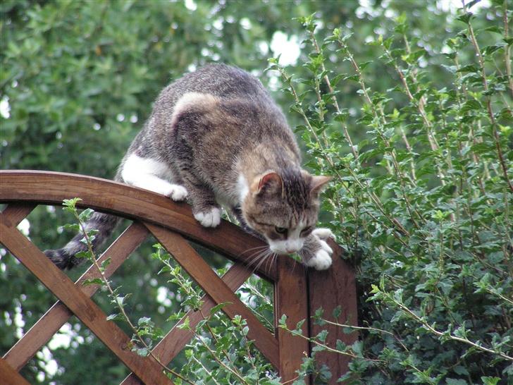 Blanding af racer Gizmo - jep det var det. så kan jeg godt gå ned igen... billede 17