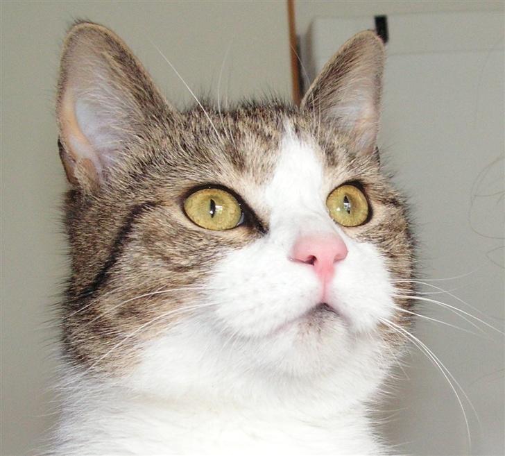 Blanding af racer Gizmo - Jeg stirre lige lidt *GG* billede 18