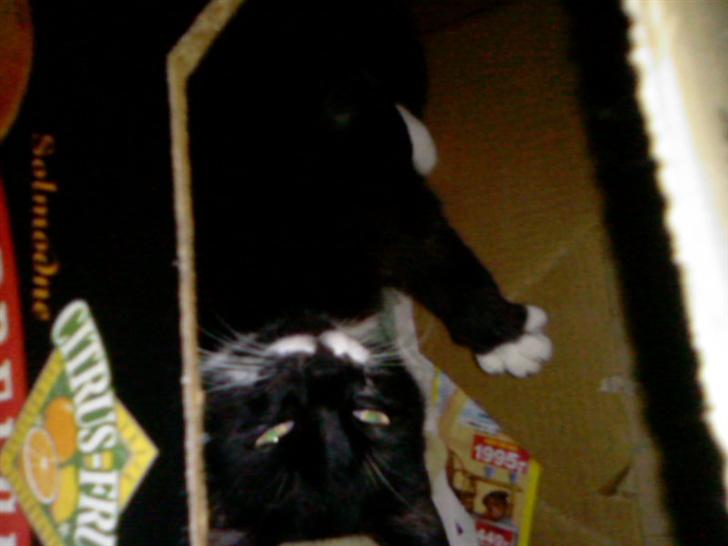 Blanding af racer Maggi  billede 2