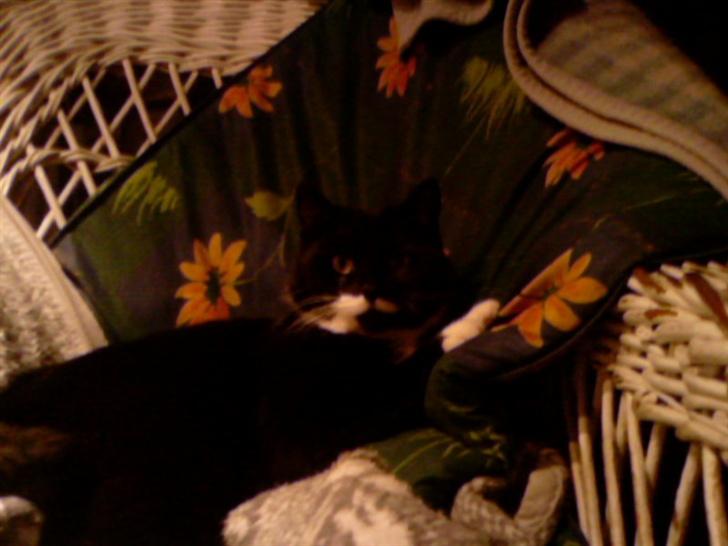 Blanding af racer Maggi  billede 4