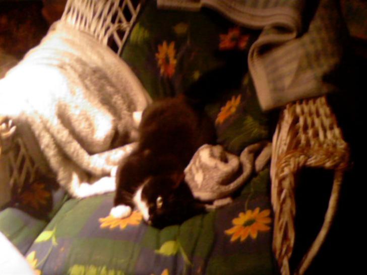 Blanding af racer Maggi  billede 5