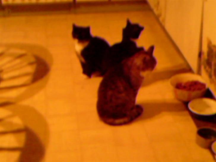 Blanding af racer Maggi  billede 6