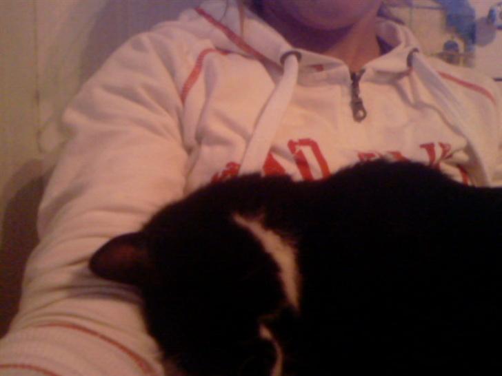 Blanding af racer Maggi  billede 7