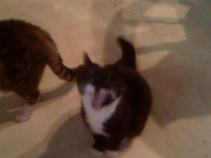 Blanding af racer Maggi  billede 8