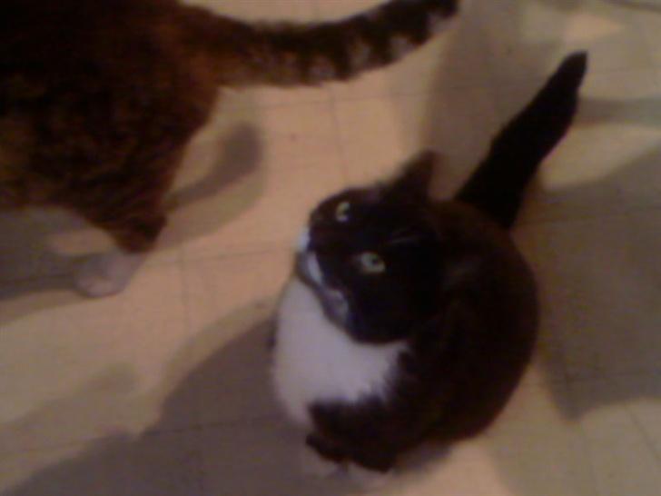 Blanding af racer Maggi  billede 9