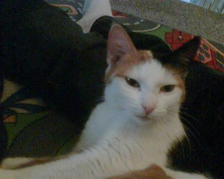 Blanding af racer Sascha - Flotte Sascha billede 1