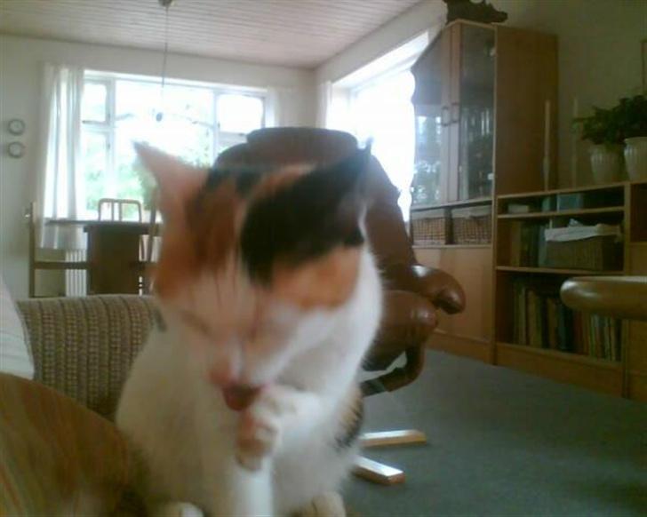 Blanding af racer Sascha billede 2