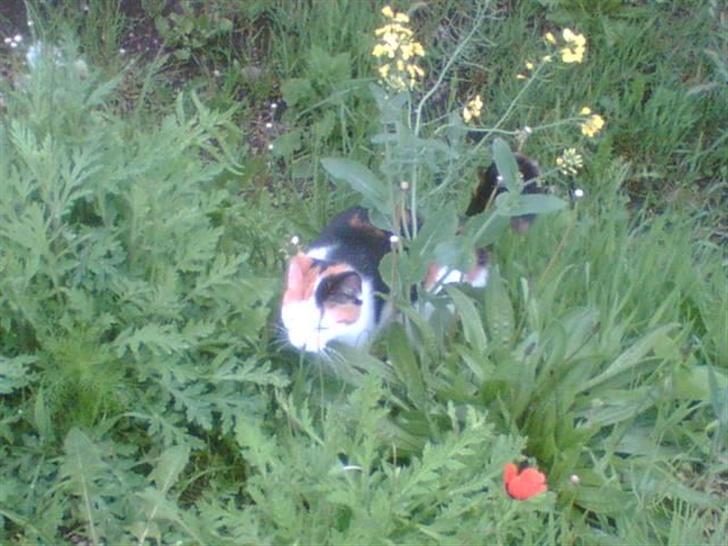 Blanding af racer Sascha billede 3