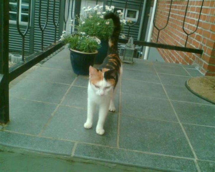 Blanding af racer Sascha billede 4