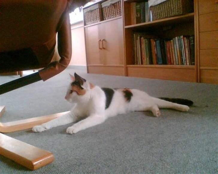 Blanding af racer Sascha billede 6