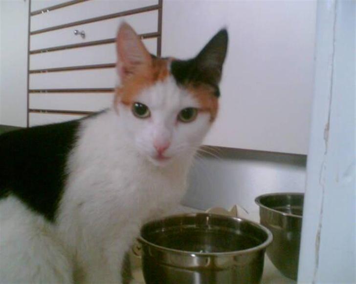 Blanding af racer Sascha billede 7