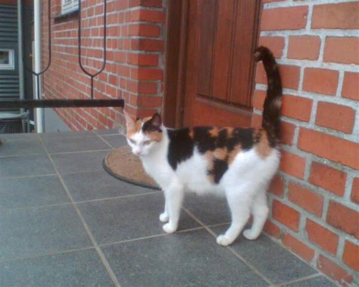 Blanding af racer Sascha billede 8