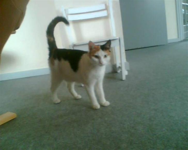 Blanding af racer Sascha billede 9