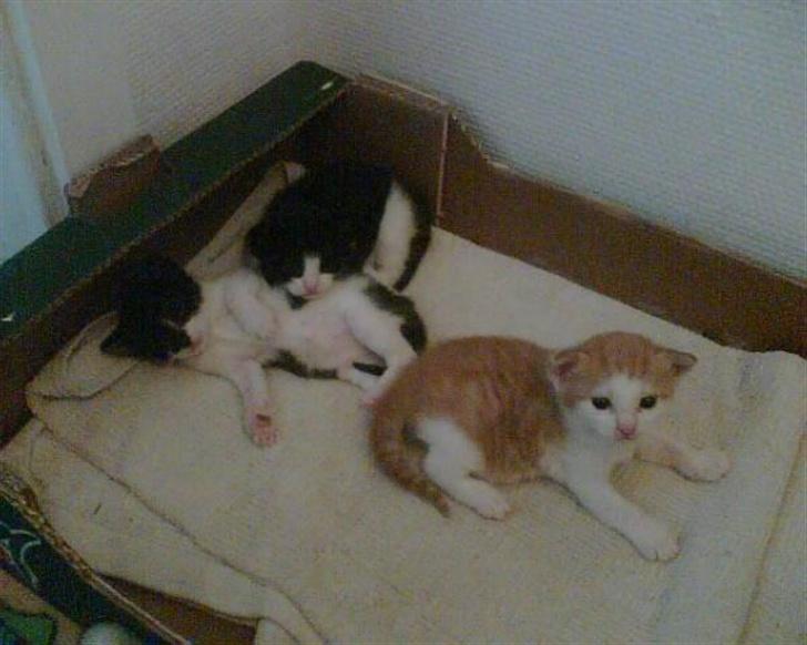 Blanding af racer Sascha - Saschas killinger fra det første kuld i 2007 billede 10