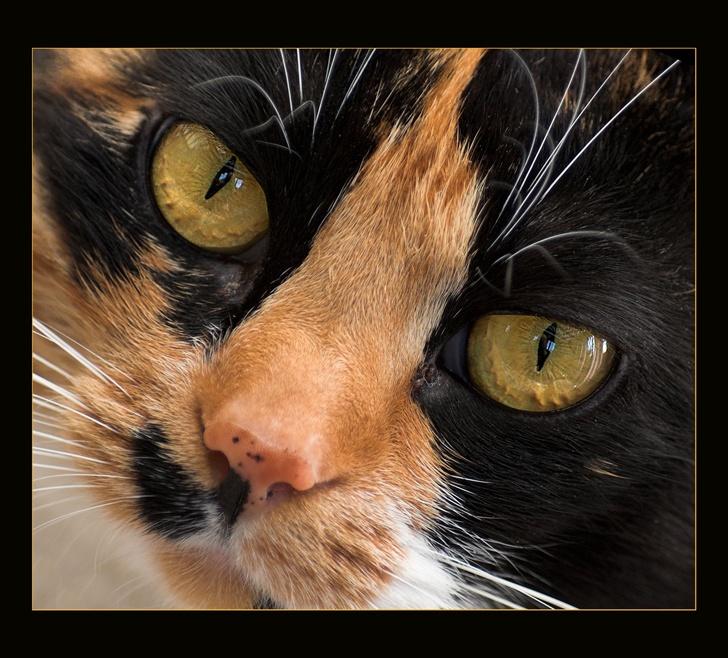 Huskat Mini - TIT TIT billede 13