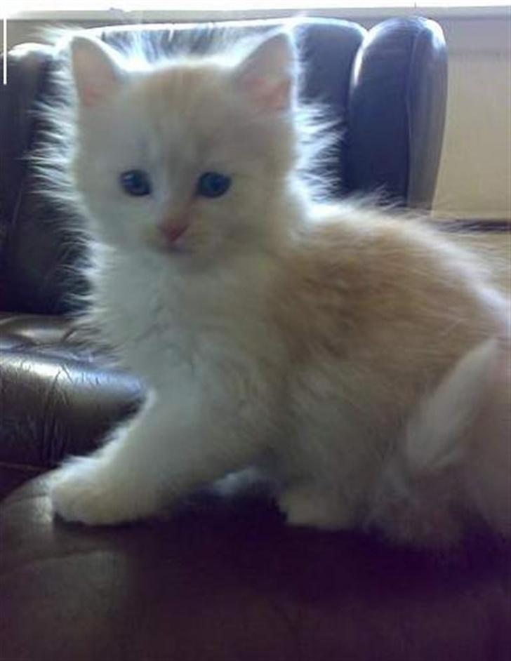 Maine Coon artur - 6 uger billede 17