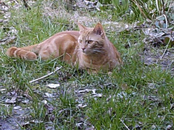 Huskat Bet Ski (min søsters kat) - 11) Bet Ski i haven. billede 9