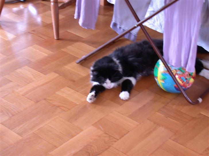 Norsk Skovkat Samson*RIP 25.Januar 08* - Ingen der gider spille bold ? billede 14