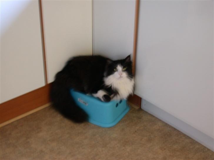 Norsk Skovkat Samson*RIP 25.Januar 08* - Køkkenskriver er jeg også hæhæ  billede 15