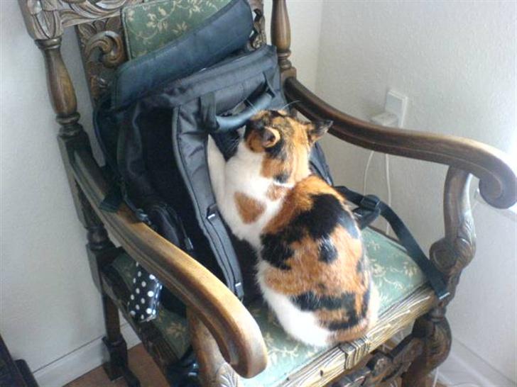 Huskat snofy - lille sove tryne billede 1